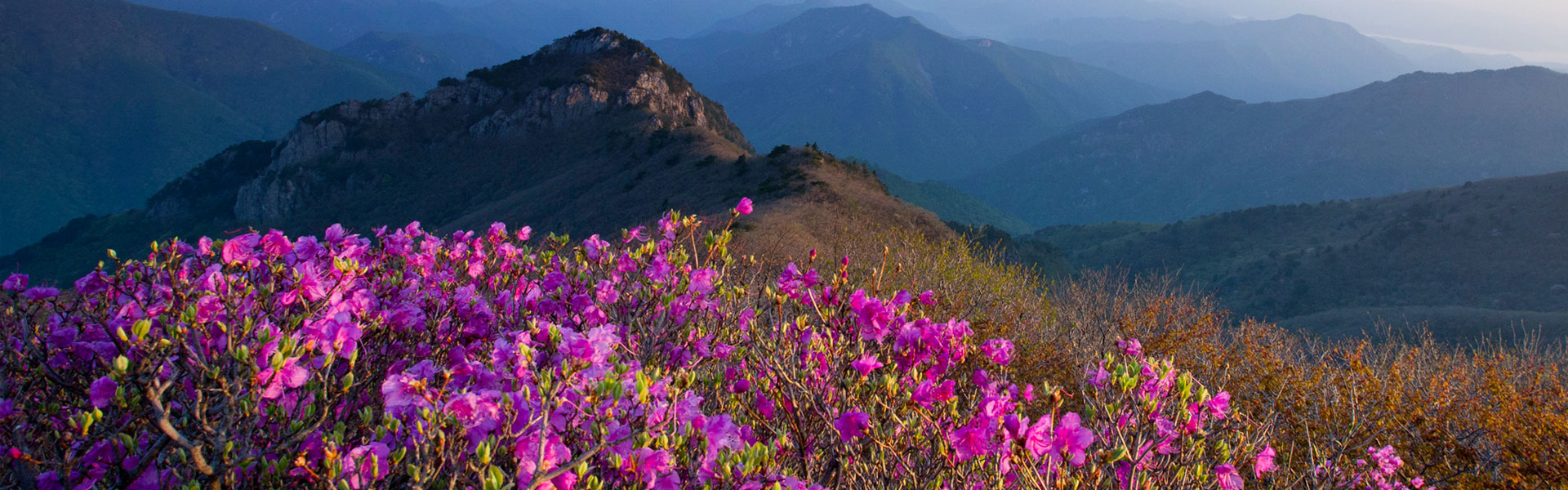 가지산 철죽