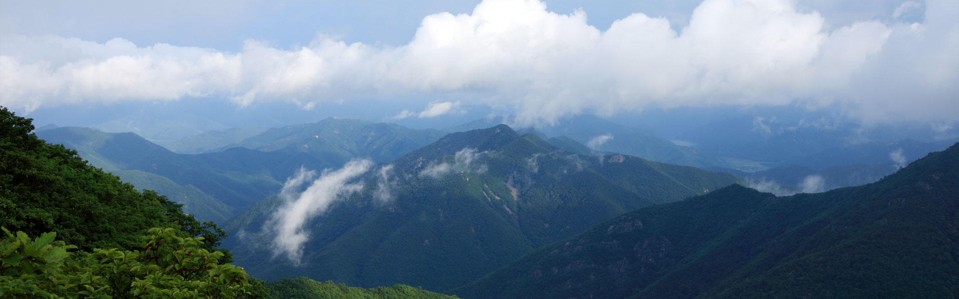 가지산 여름