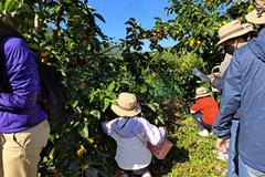 2022년 10월 8일 생태관광 감농장 체험 청도 감농장 가족 참여자들